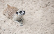 Meerkat, Suricate in the zoo.