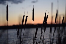 Close-up Of Silhouette Plants Against Calm Lake At Sunset