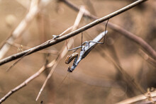 Insect Praying Mantis Sits On A Branch And Waits For The Victim.