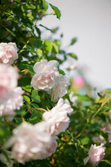 Poster - gently pink roses against blue sky. Rose Garden in the Prague