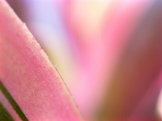 Wall Mural - Abstract blurred pastel nature leave for background ,macro pink leaf of plants with soft focus and blurred for background ,nature leave ,sweet color for card design