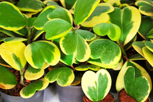 Nature Sweetheart Hoya Leaf Pot Ornamental Plant Or Hoya Kerrii Craib  On Background