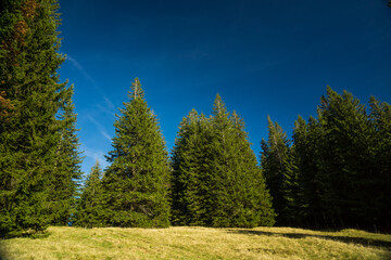 Wall Mural - trees growing on alpine meadow