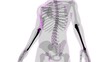 Human skeleton anatomy Ulna Bone 3D Rendering