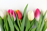 Fototapeta Tulipany - Multicolored tulips on a white background. Flowers as a gift to a woman. Women's Day, Mother's Day, 8 March. Flower background