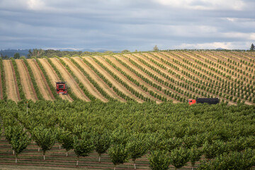 A panoramic view of rolling hills with 2 farm vehicles driving through a field of sapling hazelnut trees under a pale blue clouded sky