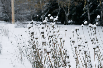 Dried flowers covered with white snow