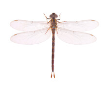 Dragonfly Isolated On White Background. Top View