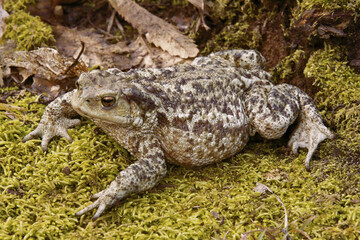 Wall Mural - common toad