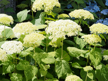 Hydrangea Arborescens 'Annabelle' Popular Wild Hydrangea With Rounded Creamy-white Flowers Heads Between Green Foliage