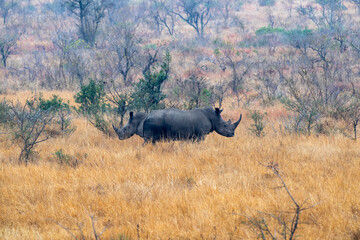 Canvas Print - rhino face opposite kruger park south africa