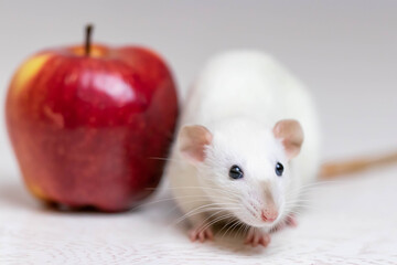 Wall Mural - A cute white decorative rat sits next to a juicy and ripe red apple. Rodent close-up.