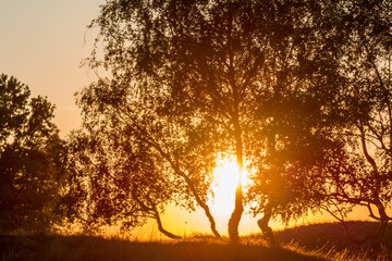 Silhoutte of trees with sun rising in the background, orange sunrise in the forest