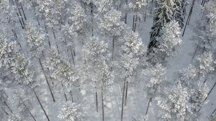 Wall Mural - Aerial view of snow covered forest