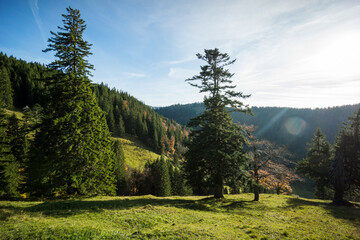 Wall Mural - trees green meadow and blue sky