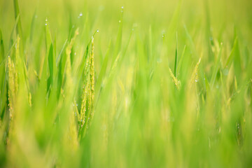 green grass with dew drops