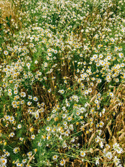 Wall Mural - Large field with white daisies in summer