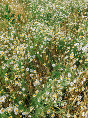 Wall Mural - Large field with white daisies in summer