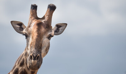 Wall Mural - Giraffe blickt von links ins Bild mit viel Freiraum drumherum (wilde Giraffe, aufgenommen in Kruger Nationalpark in Südafrika)