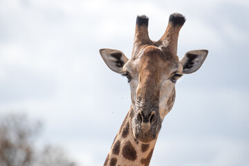 Wall Mural - Portrait einer männlichen Giraffe mit viel Himmel im Hintergrund, aufgenommen in Südafrika (Kruger National Park)