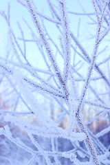 Wall Mural - white tree branch in hoarfrost in winter