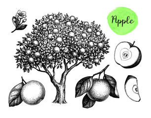 Canvas Print - apple sketch set.
