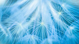 Fototapeta Dmuchawce - Blue abstract dandelion flower background, closeup with soft focus. Freedom to Wish. Dandelion silhouette fluffy flower on sunset sky. Seed macro closeup. Hope and dreaming concept. Fragility
