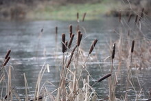 Close-up Of Dry Plants On Field