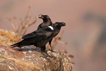 Sticker - The white-necked raven (Corvus albicollis) ,pair of the birds on the rock. A pair of large black birds on a purple Drakensberg mountain background.