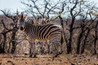 Zebra and Mopani trees in the Northern Kruger National Park 