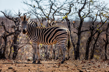 Wall Mural - Zebra and Mopani trees in the Northern Kruger National Park 