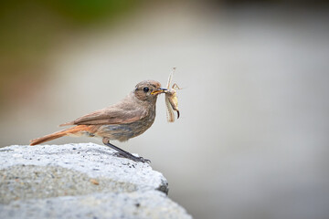 Black redstart female bird with insect in her beak (Phoenicurus ochruros)	