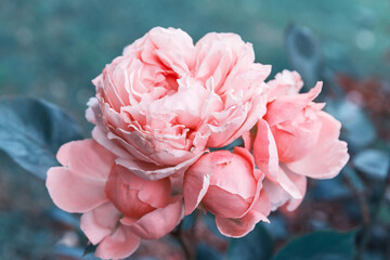 Tender pink rose in the garden against a background of dark leaves, toned effect.