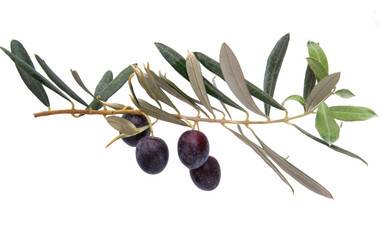 branch with olives isolated