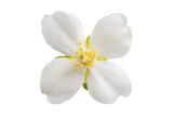 Fototapeta Desenie - jasmine flower isolated