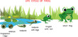 Frog life cycle. Sequence of stages of development of frog from egg to adult animal against the pond with titles