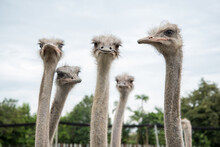 Portrait Of  Group Of Ostrich