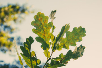 Wall Mural - background of green oak leaves