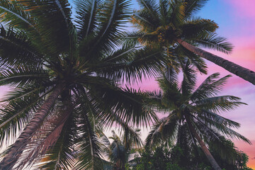 coconut palms tree and clouds twilight