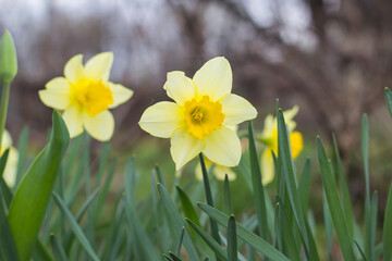 yellow daffodil flower blooms in spring in the garden