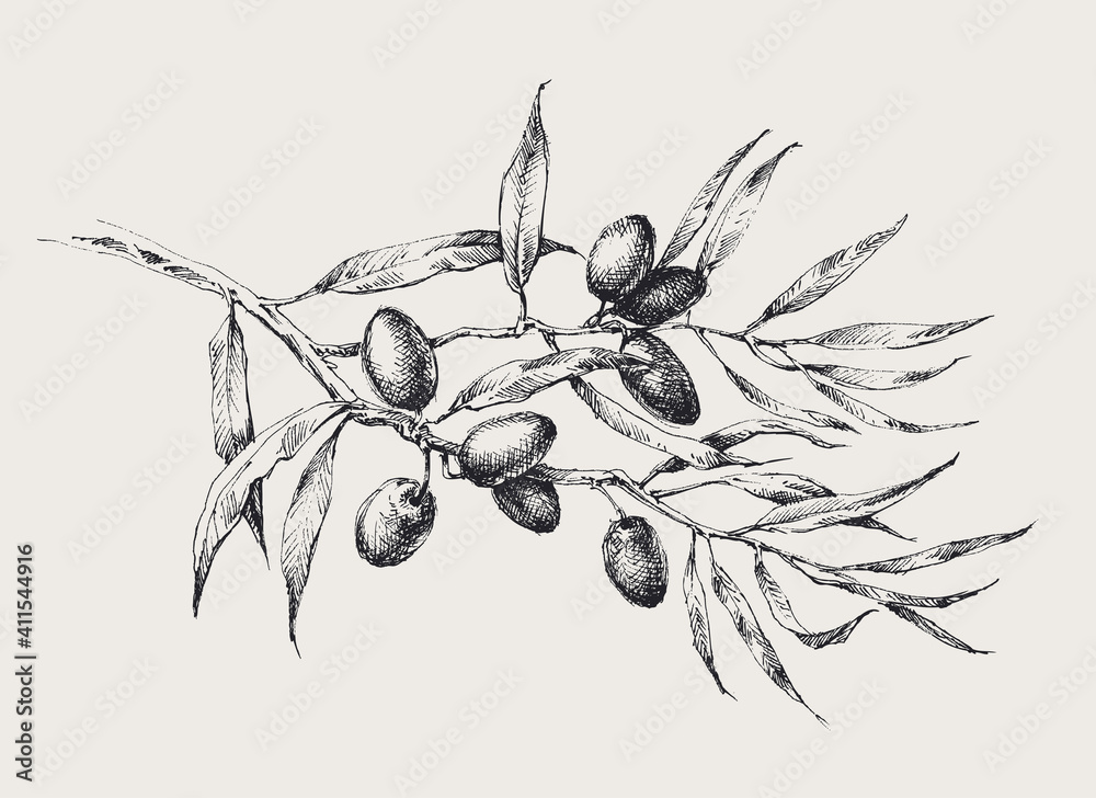 Olive tree branch with black olive fruits and leaves Stock Vector ...