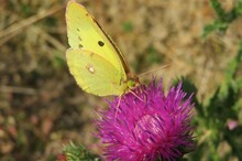 Yellow Butterfly On A Thistle Flower In The Meadow, Closeup