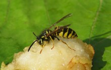 Wasp Eating Fruit In The Garden, Closeup