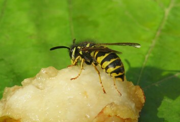 Wasp eating pear in the garden, closeup