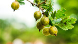 gooseberry