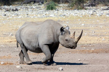 Black Rhinoceros - Etosha - Namibia