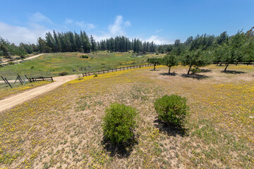 Wall Mural - idillyc fantasy view of a flower meadow in a forest with a lagoon on a sunny day with a blue sky in 