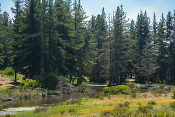 Wall Mural - idillyc fantasy view of a forest with a lagoon on a sunny day with a blue sky in a green scenery dur