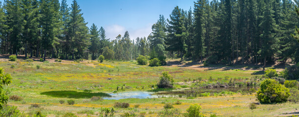 Wall Mural - idillyc fantasy view of a forest with a lagoon on a sunny day with a blue sky in a green scenery dur