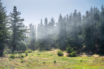 Wall Mural - idillyc fantasy view of a misty forest on a cloudy day in a green scenery during morning time. a vri